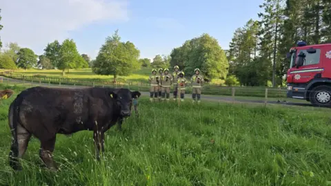 SFRS A large black heifer stands in a field with some firefighters standing behind a fence and a fire engine beside them