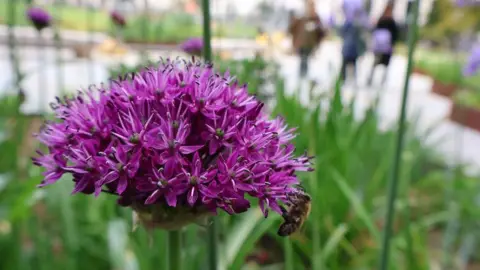 Realm 2025 A close up of a purple flower in the park.