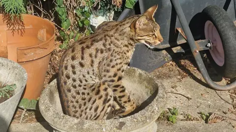 Kevin Murphy A cat with black spots and pointy ears sits in a plant pot in a garden. It appears to be hissing. The is a wheelbarrow next to the pot, resting upright on its front edge.