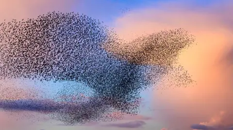 Getty Images / Sjo A flock of starlings in the sky