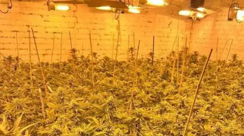 A sea of cannabis plants inside a brick building under grow lamps