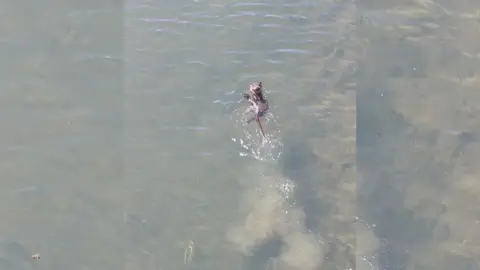 Otters swimming in River Freshney