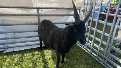 Duke the Hebridean sheep