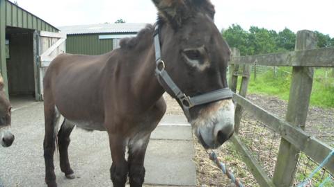 A donkey has been given a life-changing pair of orthopaedic boots