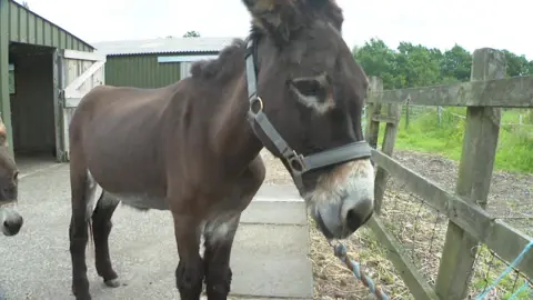 A donkey has been given a life-changing pair of orthopaedic boots