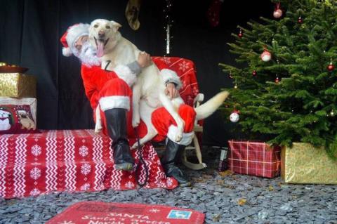A dog with Father Christmas