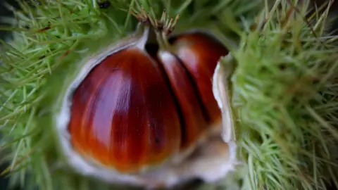 A close-up of an open chestnut. 