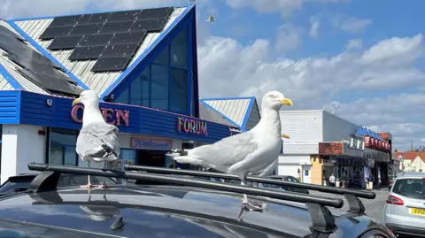 Jaimielee Rendall/BBC Two seagulls sit on top of a car parked along the seafront. There are a number of buildings behind the car. 