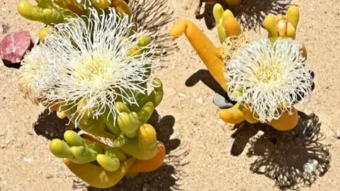 Thuthuka Zondi / BBC Sukulen berbunga di Karoo - bayangannya terlihat di bawah sinar matahari