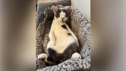 RSPCA Sid is lying down on his back in a grey furry/woolly basket. He looks very relaxed and is resting a paw on his tummy.