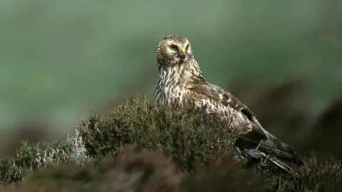 A hen harrier in its nest.