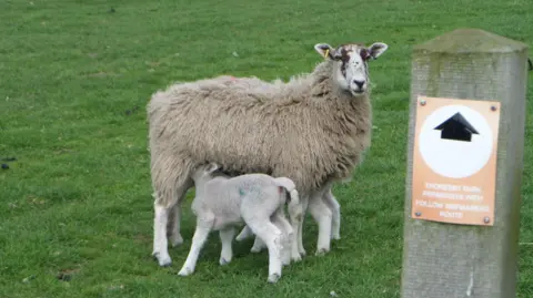 Sheep and its lamb in a Nottinghamshire field