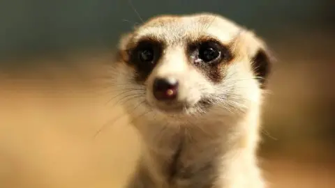 The face of a meerkat with the background out of focus