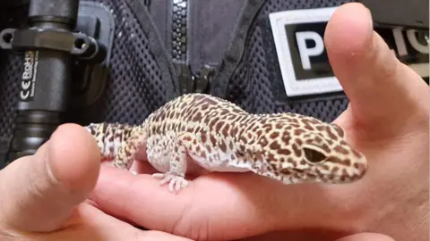 Lizzie, a brown-and-white spotted gecko, is held in a police officer's hand after being found safe and well.