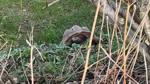 A tortoise in a forest