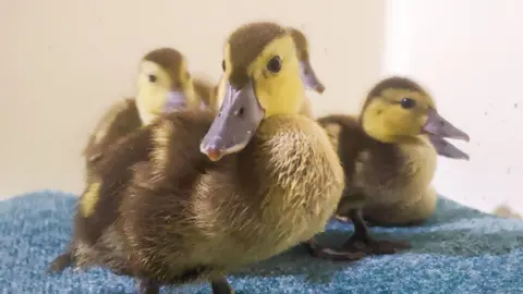 Four ducks sat on a blue coloured carpet - the front centre duck is looking directly at the camera, and the other three are sat behind him looking to the right and are slightly blurred. The ducks are brown and yellow, with dark grey beaks, and have beady brown and black eyes.