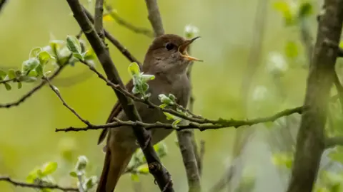 A nightingale songbird sits in a tree