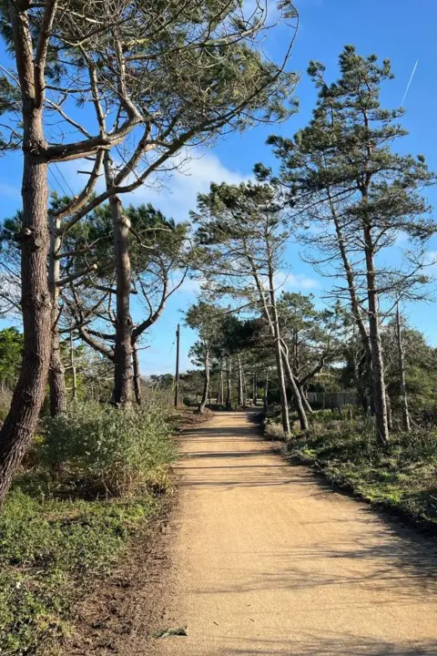 Jersey Trees for Life The Railway Walk is a dusty path lined sparsely with large mature pine trees. 