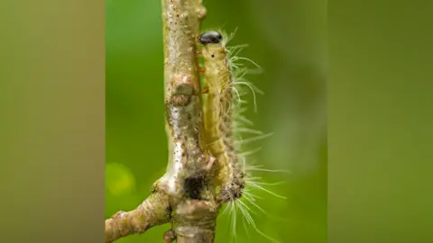 PA Media An oak processionary moth caterpillar climbs a stick. It has long white hairs, a grey head and a dark body