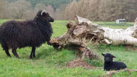 Ashdown Forest Hebridean sheep with a lamb at Ashdown