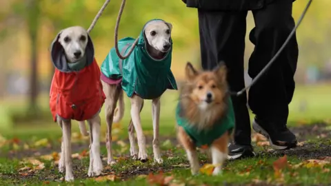 Three dogs in waterproof coats being walked in a park
