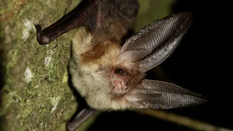 A Brown Long-Eared bat, showing its long ears and furry chest. It is perched on a branch. 