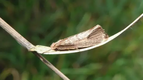 Ed Pritchard A brown moth on a leaf. 