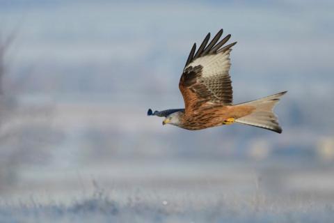 Red Kite