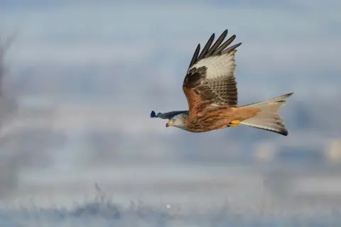 RSPB Red Kite