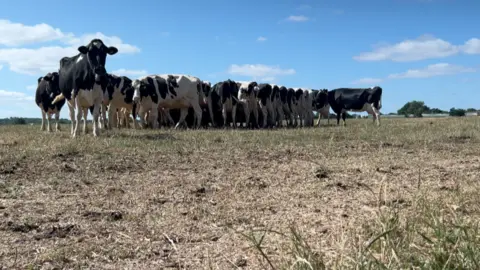 A group of cows stood on yellow grass with a blue sky in the background. 