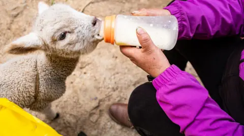 Getty Images A lamb feeding from a bottle, which is held by someone wearing a purple jacket, black trousers and brown boots. 