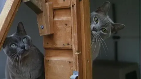 Two grey cats peering from either side of a wooden piece of furniture