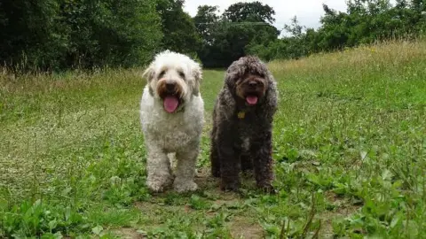 Yen Milne Two dogs standing next to each other with their pink tongues hanging out, the one on the left is white and the one on the right is light brown. They are standing together in a green field.