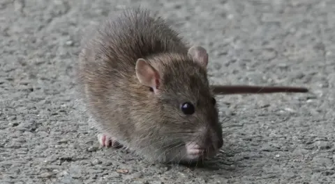 A close up image of a small brown rat on a grey gravel footpath