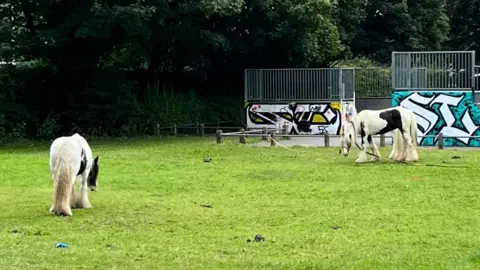 Robbie Moore MP  Horses on a park with skate park in the background