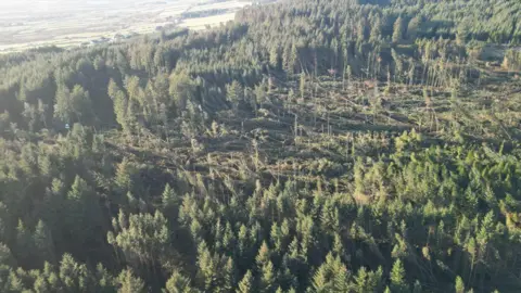 DEFA A number of trees flattened in the middle of the South Barrule plantation.