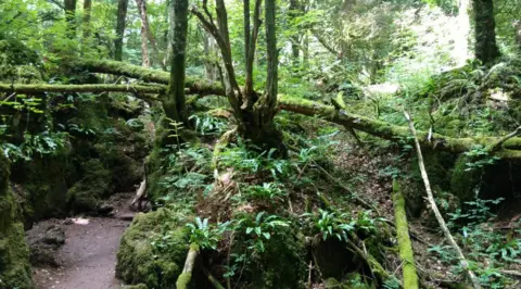 BBC A woodland clearing in Puzzlewood.