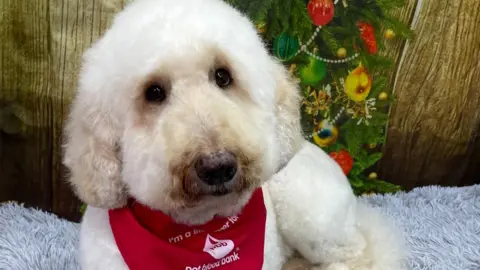 Pet Blood Bank Cora the labradoodle