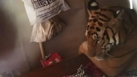 WTI A tiger lying on a bed in Assam state