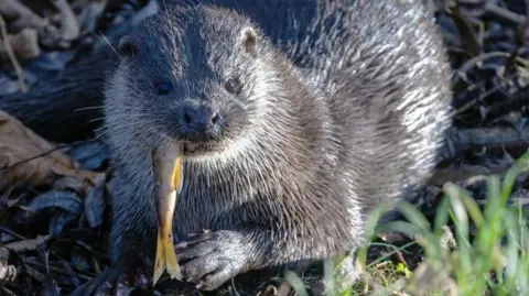 Otter with fish dangling from its mouth