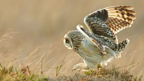 Ron Macdonald Short-eared owl