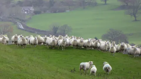 Getty Images Sheep on hillside in Wales