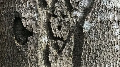 New Forest NPA Tree etching