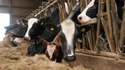 Cows in a stable eating hay