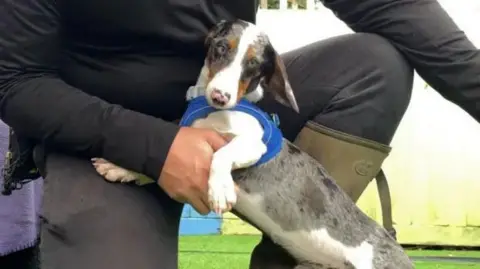 A dog with a white belly and grey back, wearing a blue harness, is jumping up on a person's leg.