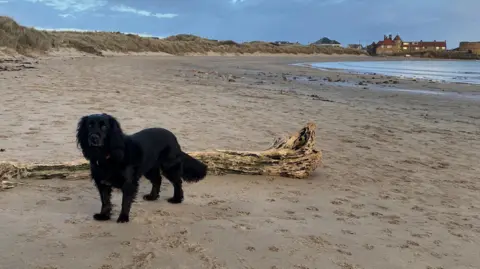 A large beach has lime kilns in the far distance under a darkening blue sky. In the forefront of the photo is a black spaniel. 