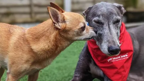 Portia Keates A grey greyhound wears a red bandana with the logo of a pet blood bank charity. His face is being licked by a tan chihuahua. 