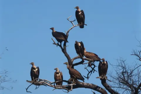 Getty Images Indian white-rumped vulture