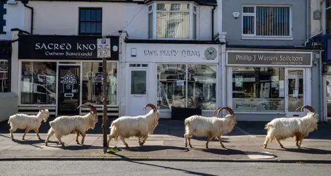 Peter Byrne / PA Media Goats stroll around deserted streets