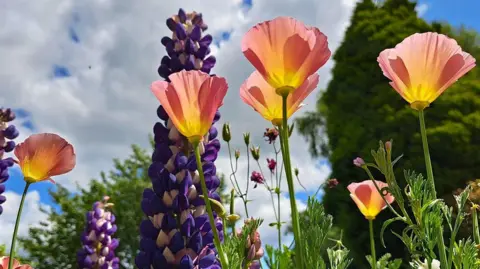Purple lupin flowers tower towards the sky with other,  red and yellow blooms, closer to the camera. Behind them is a cloudy sky with some green trees before it.